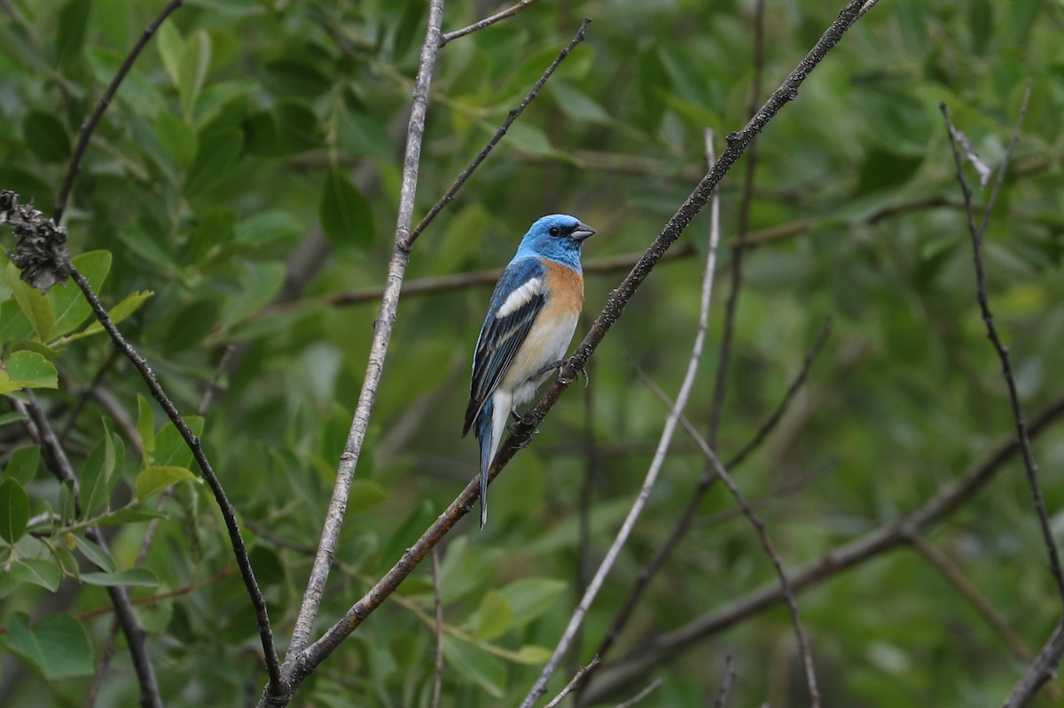 Passerin azuré - ML620687350