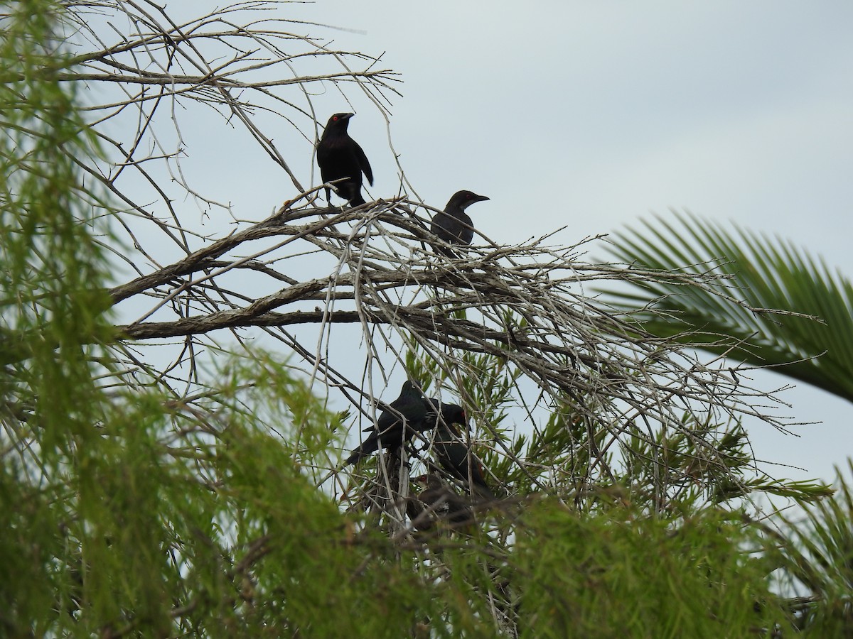 Metallic Starling - ML620687352