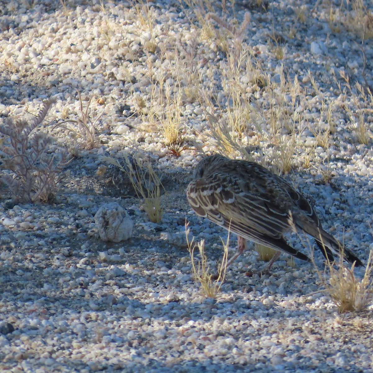 Horned Lark - ML620687357