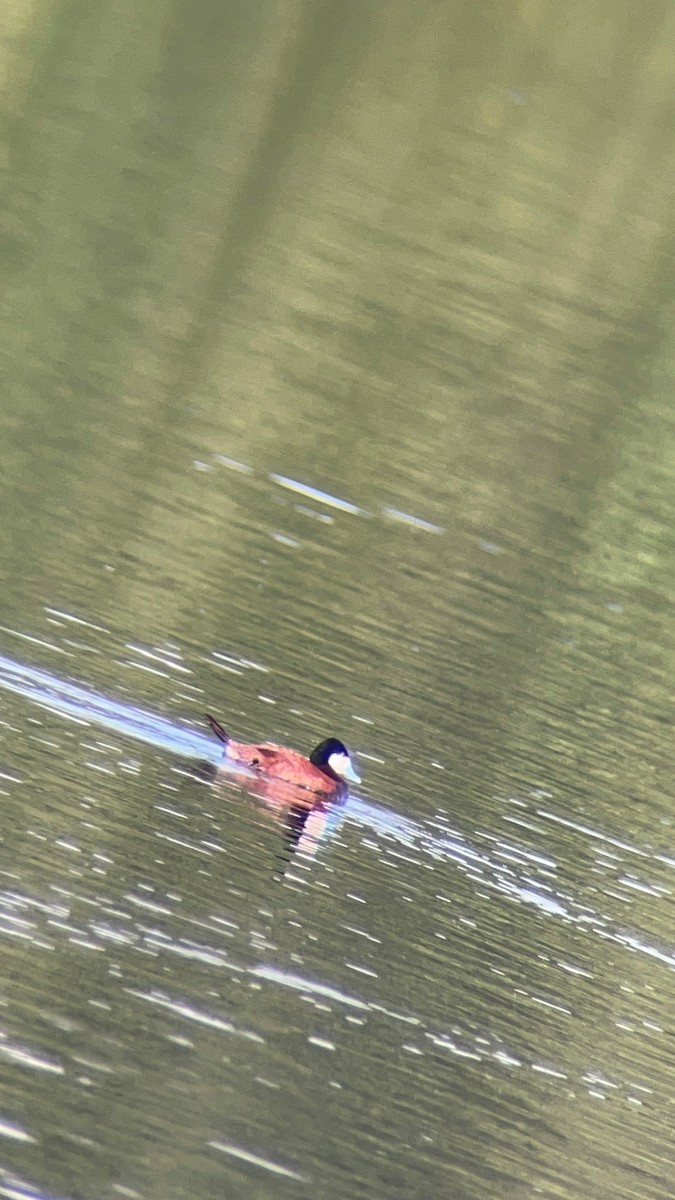 Ruddy Duck - ML620687359