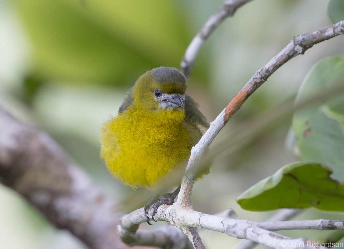 Golden-bellied Euphonia - ML620687365