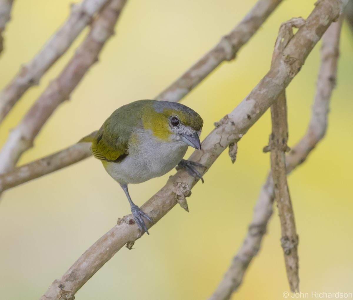 Golden-bellied Euphonia - ML620687367