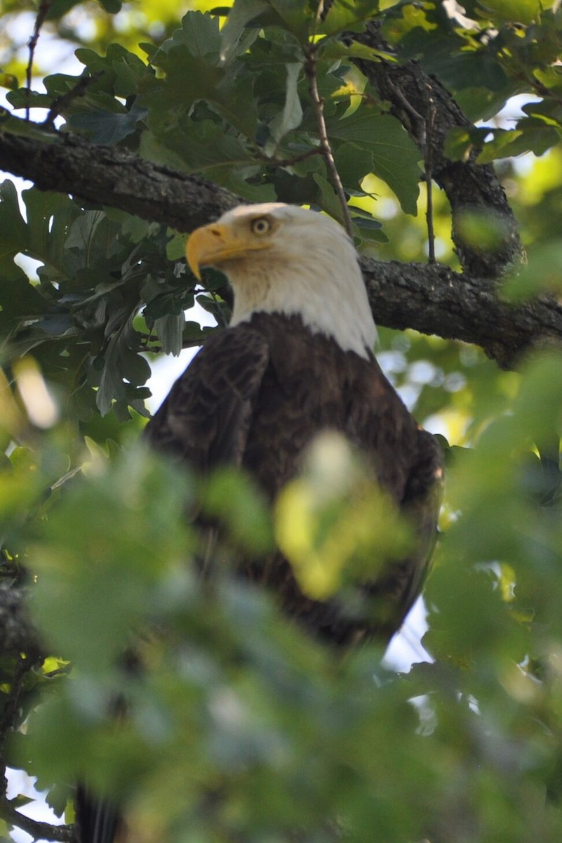 Bald Eagle - David Argent