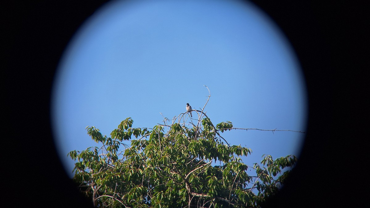 California Scrub-Jay - ML620687376