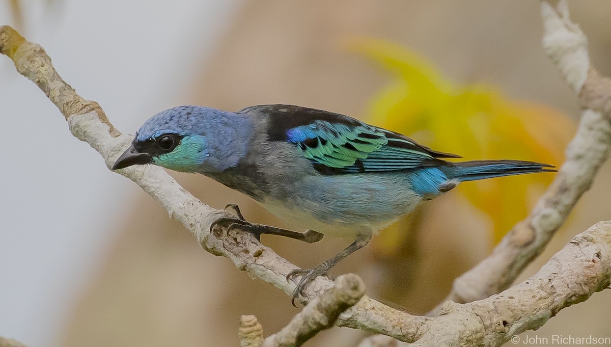 Masked Tanager - ML620687381