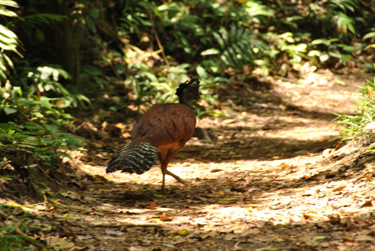 Great Curassow - ML620687383