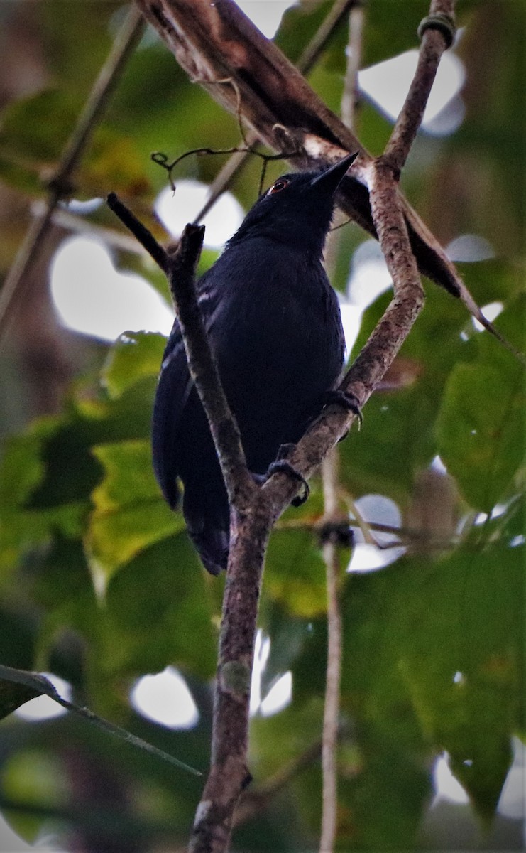 Black-tailed Antbird - ML620687384