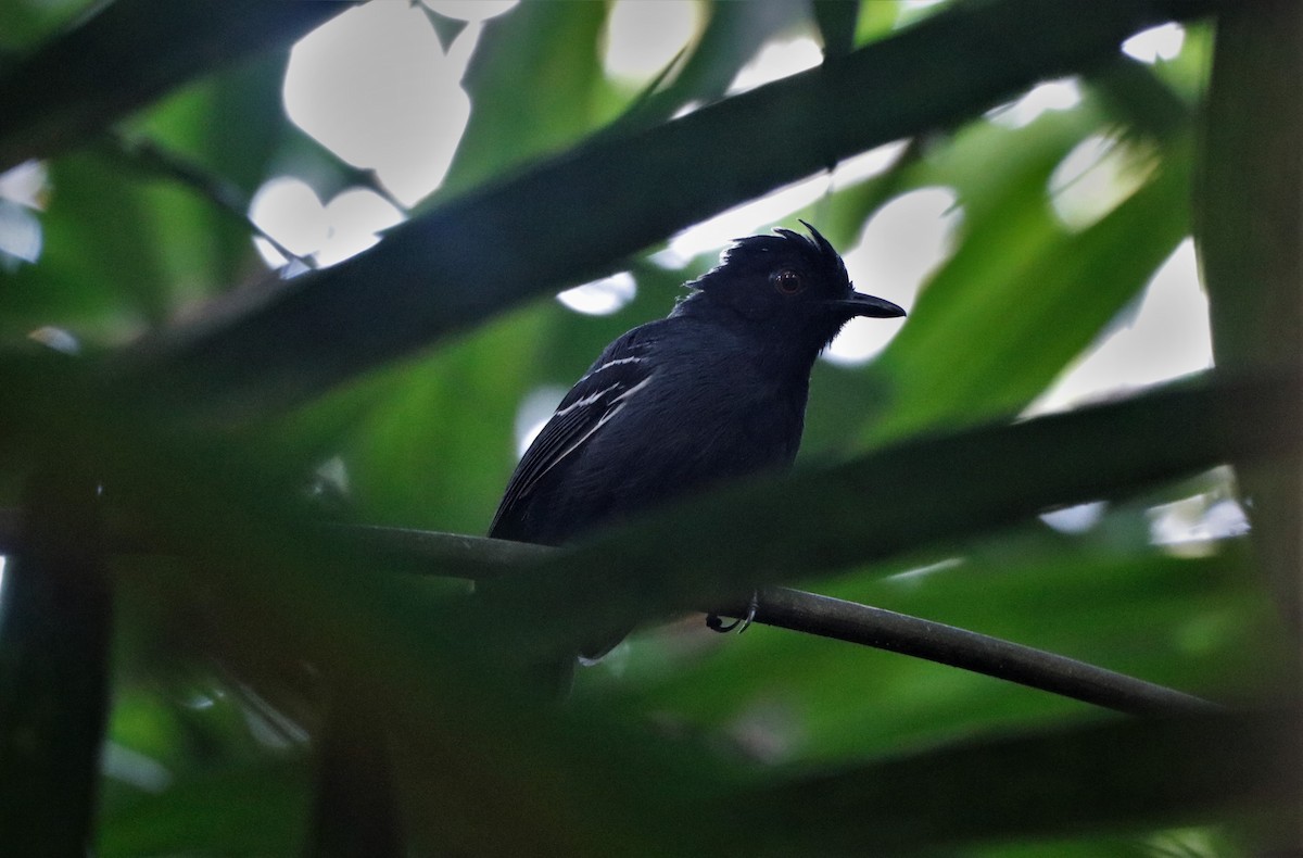 Black-tailed Antbird - ML620687385