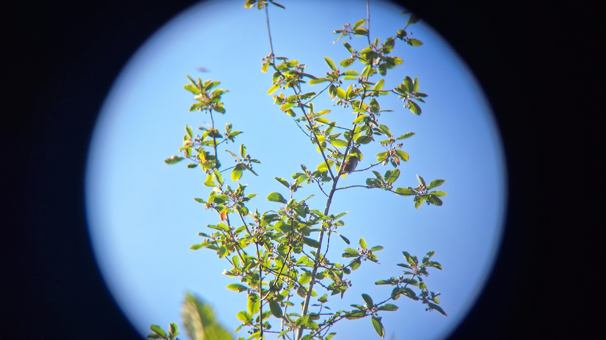 Song Sparrow - ML620687386