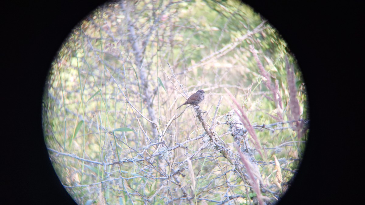 Song Sparrow - david featherbird