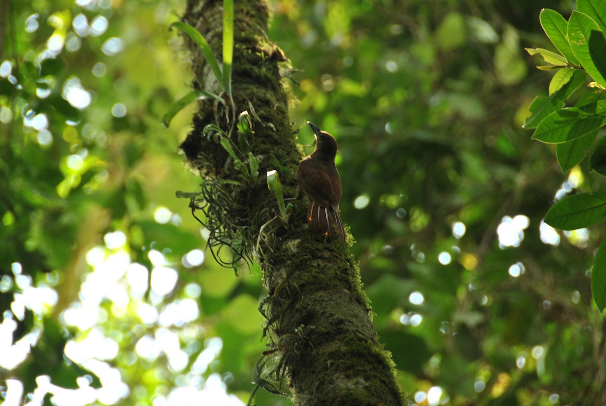 Northern Barred-Woodcreeper - ML620687388