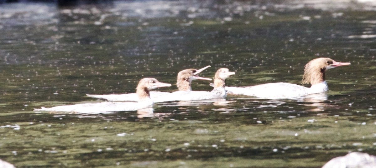 Common Merganser - ML620687395