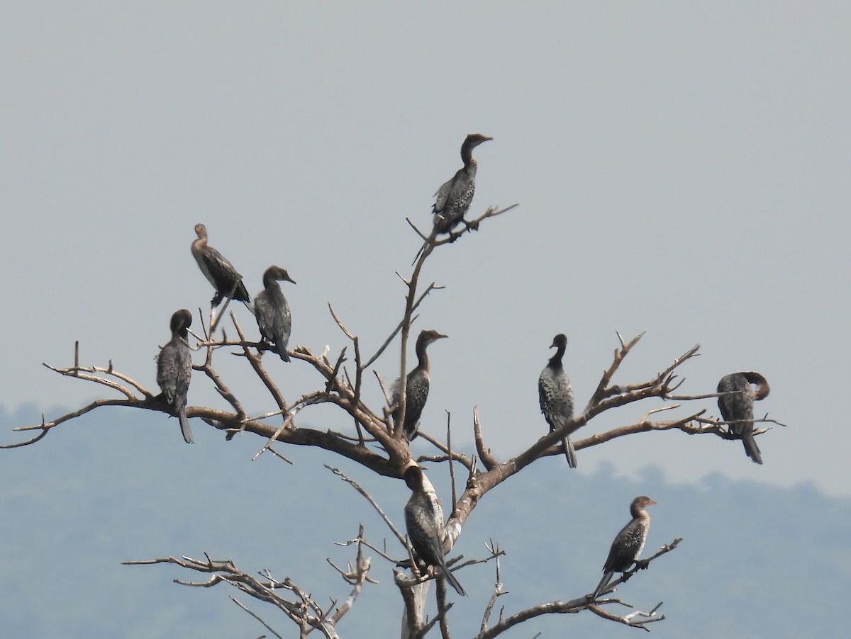 Cormorán Africano - ML620687401