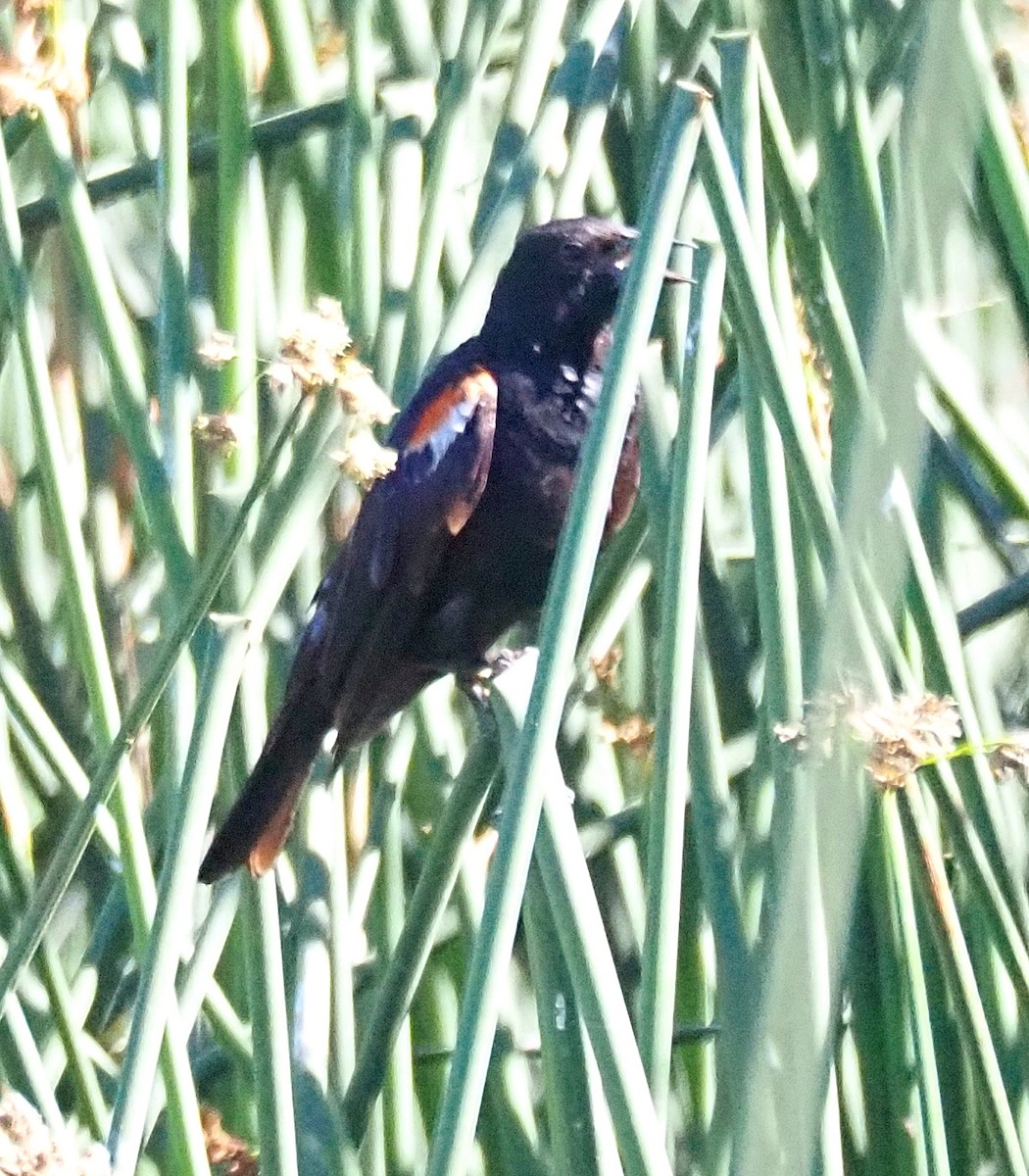 Tricolored Blackbird - ML620687402