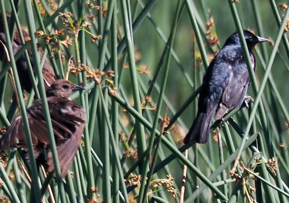 Tricolored Blackbird - ML620687403