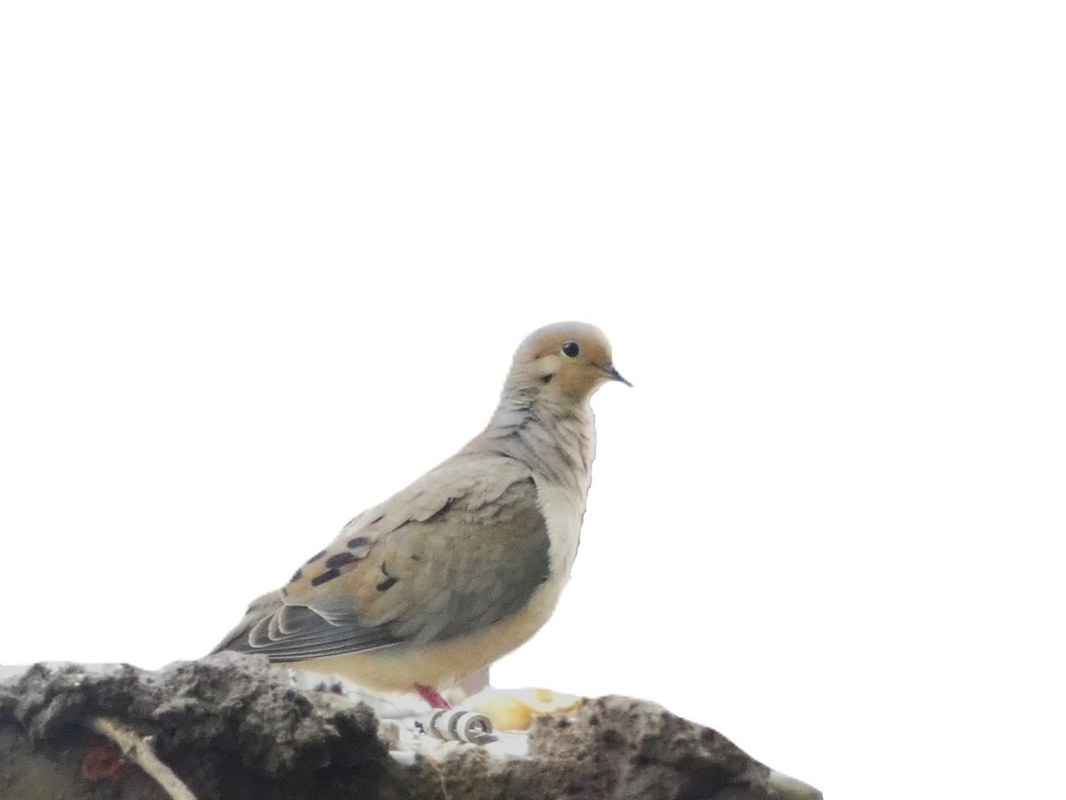 Mourning Dove - ML620687406