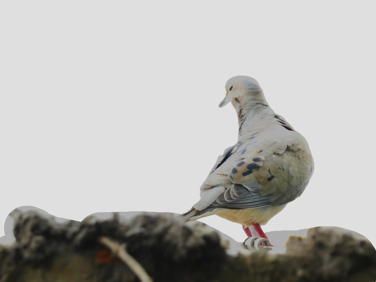 Mourning Dove - ML620687407