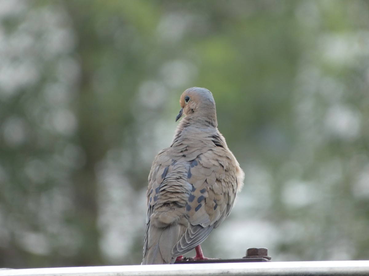 Mourning Dove - ML620687410