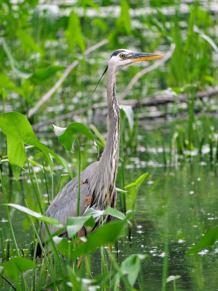 Great Blue Heron - ML620687411