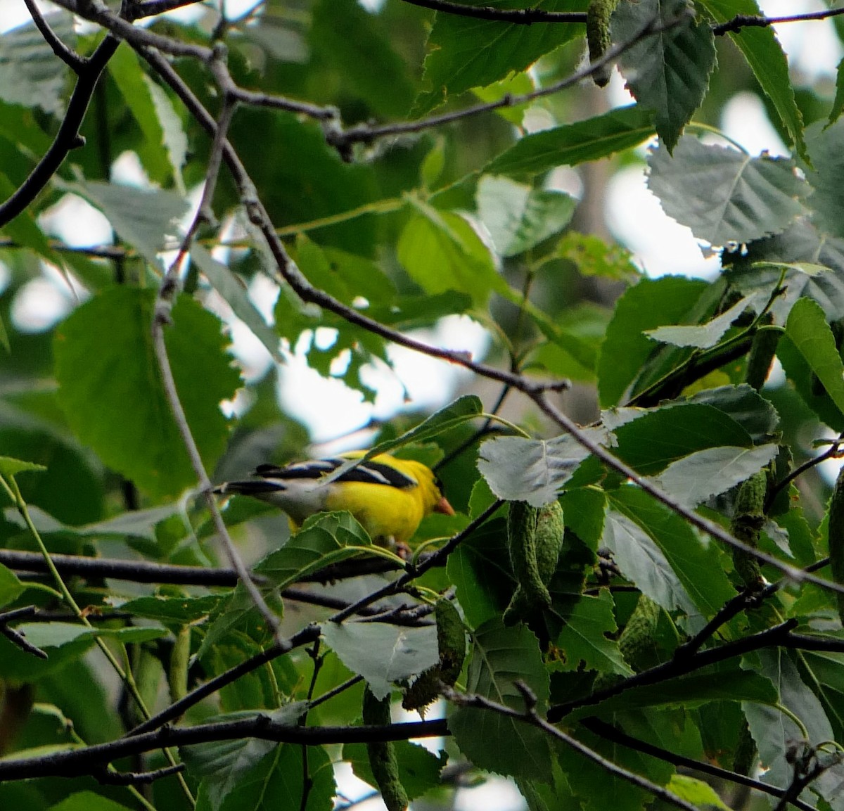 American Goldfinch - ML620687413