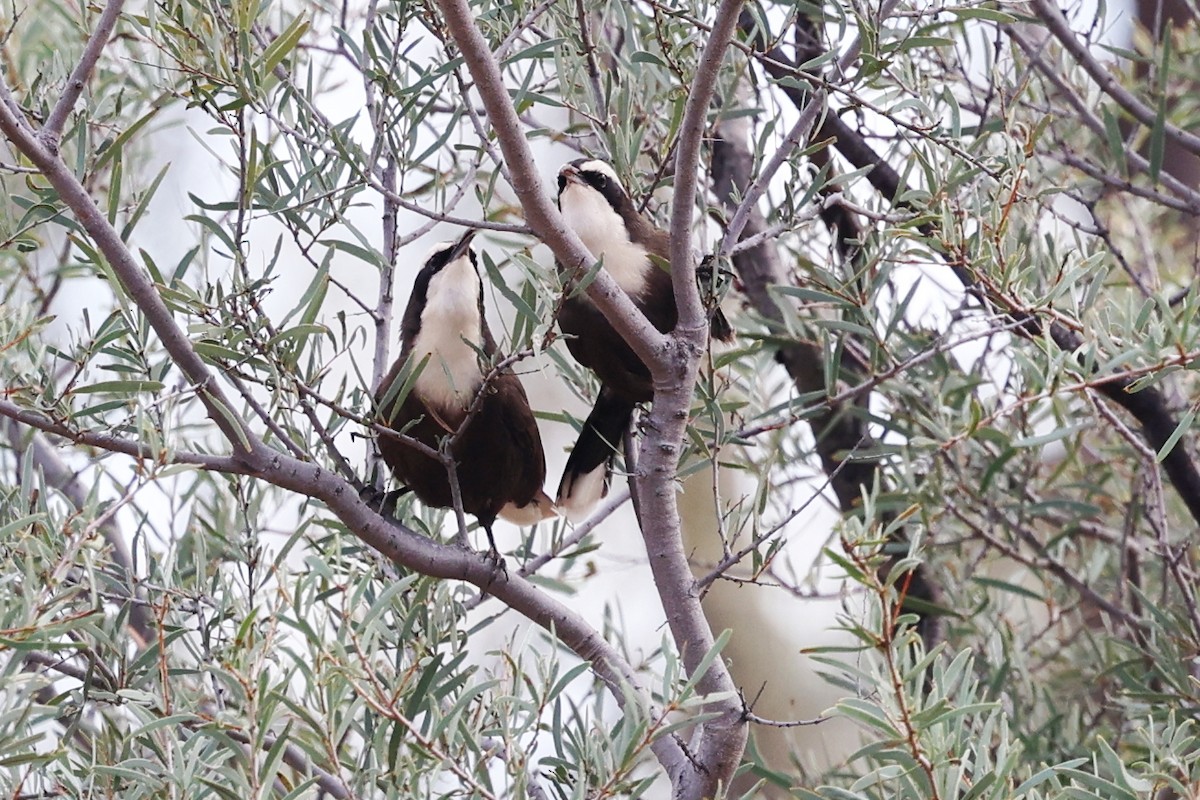 Hall's Babbler - ML620687417