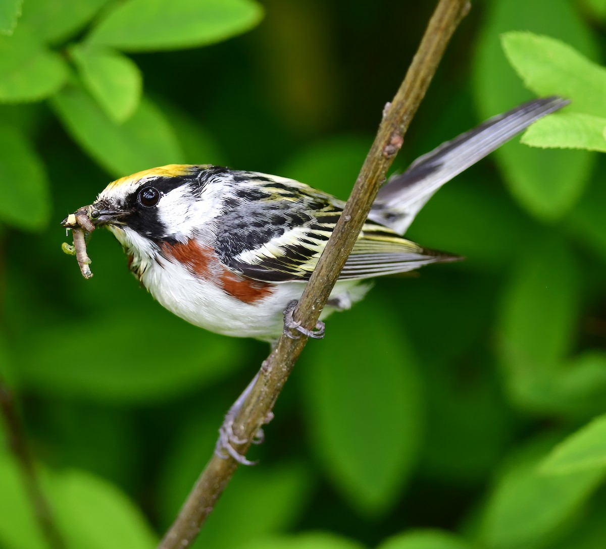 Chestnut-sided Warbler - ML620687422