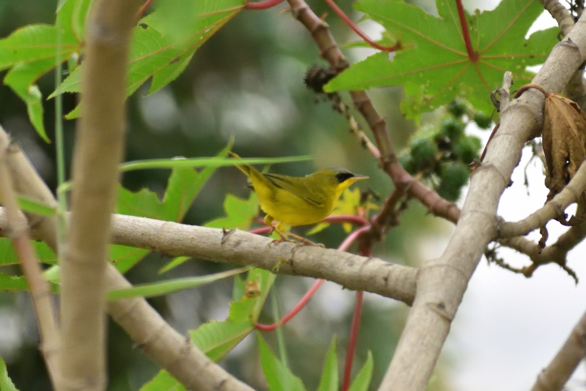 Black-lored Yellowthroat - Ruben Torrejón