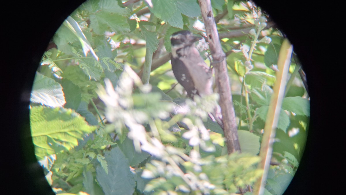 Downy Woodpecker - ML620687436