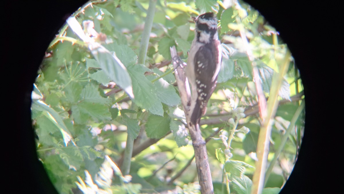 Downy Woodpecker - ML620687440