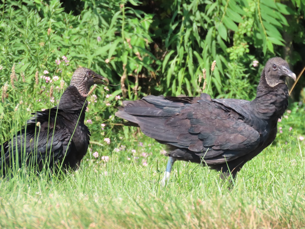 Black Vulture - ML620687443