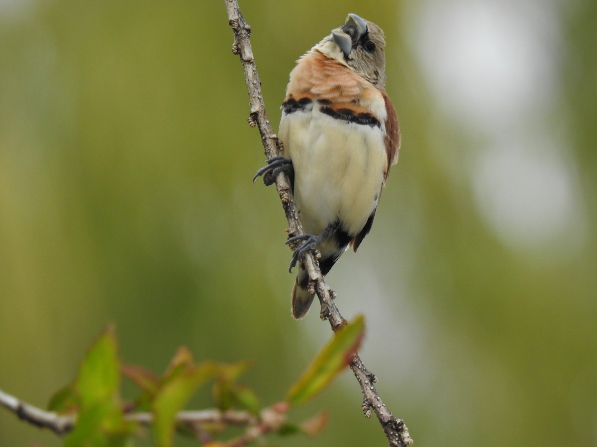 Chestnut-breasted Munia - ML620687455