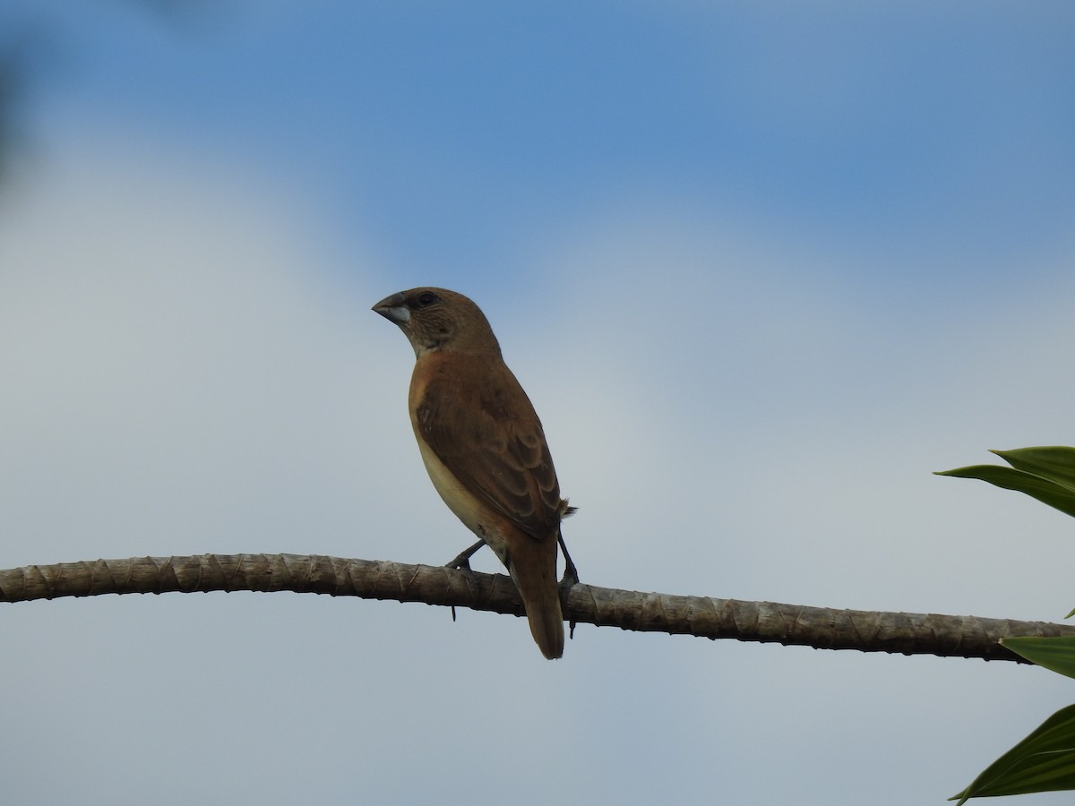 Chestnut-breasted Munia - Monica Mesch