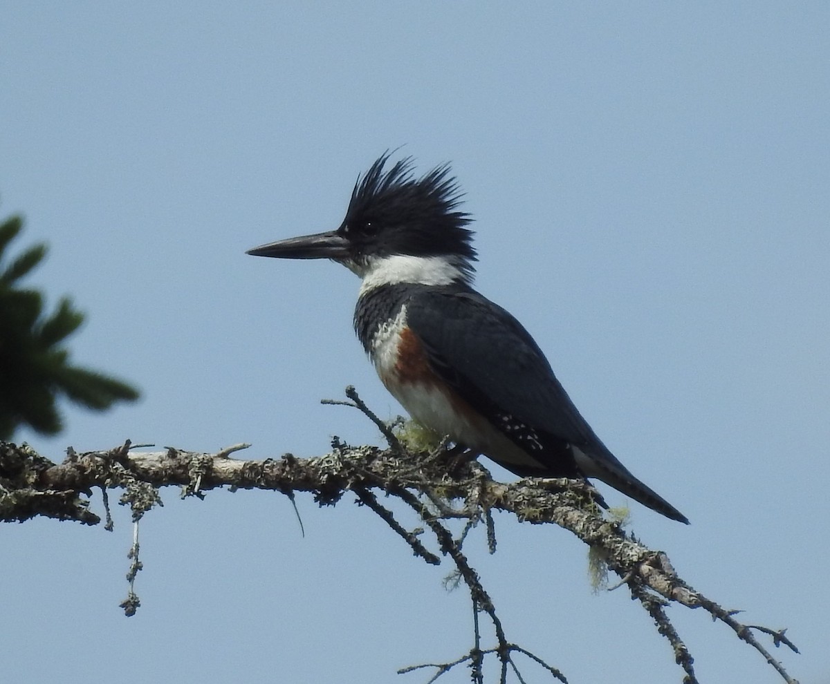 Belted Kingfisher - ML620687462