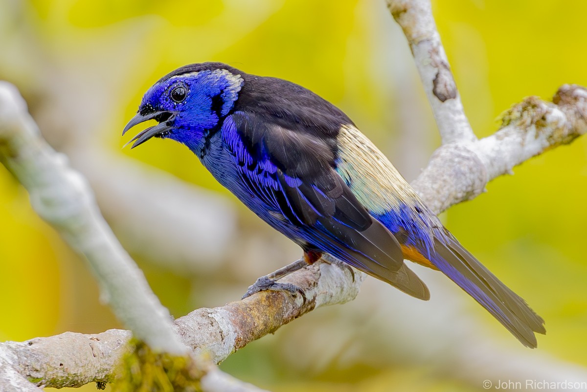 Opal-rumped Tanager - ML620687463