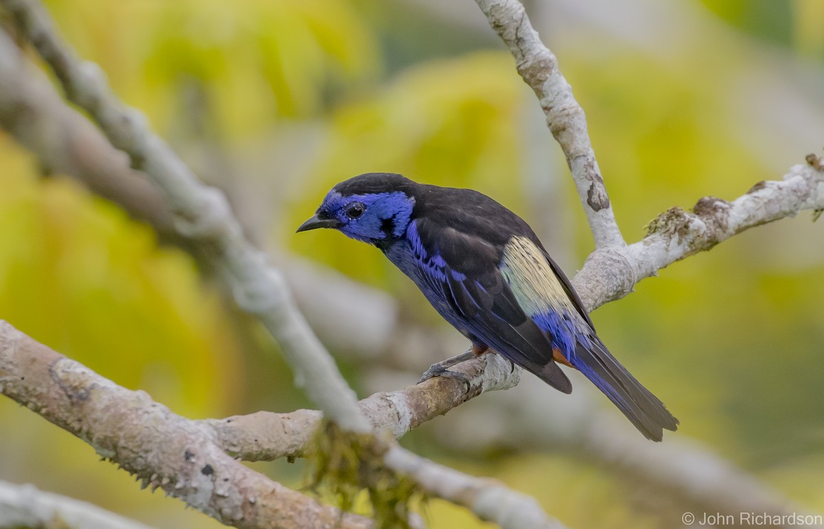 Opal-rumped Tanager - ML620687464