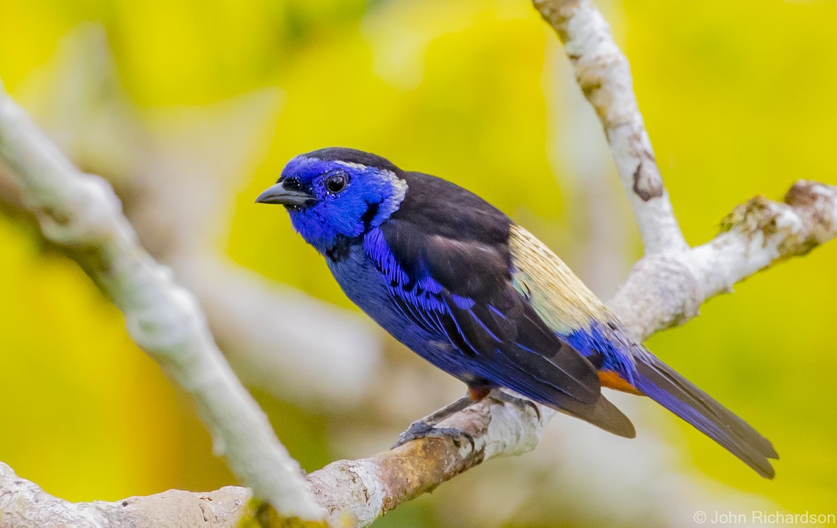 Opal-rumped Tanager - ML620687465