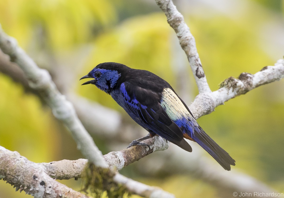 Opal-rumped Tanager - ML620687466