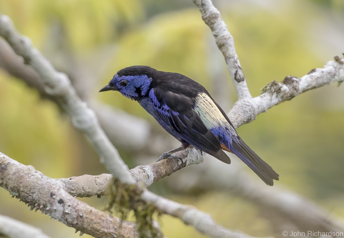 Opal-rumped Tanager - ML620687467