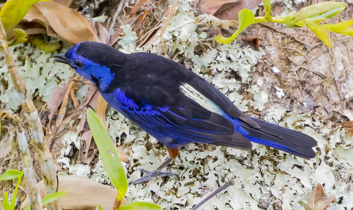 Opal-rumped Tanager - ML620687468