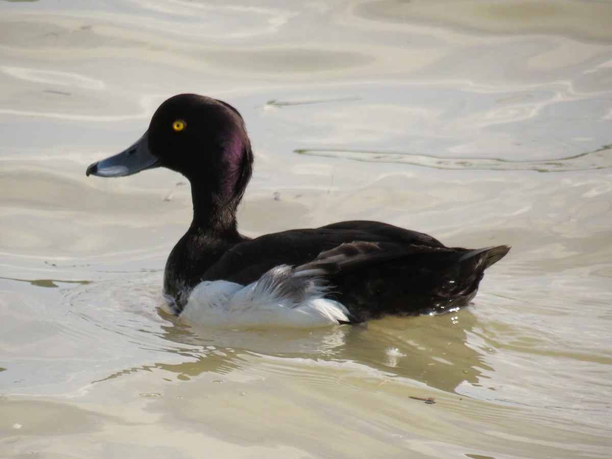 Tufted Duck - ML620687469