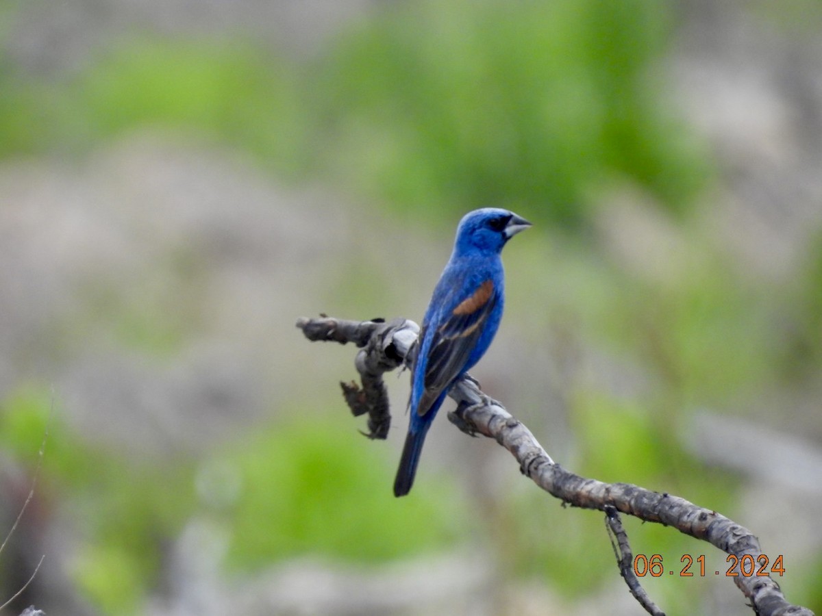 Blue Grosbeak - ML620687471