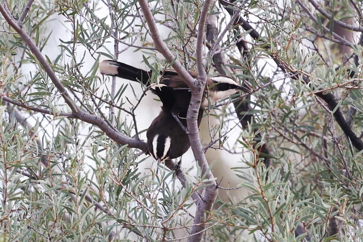 Hall's Babbler - ML620687473