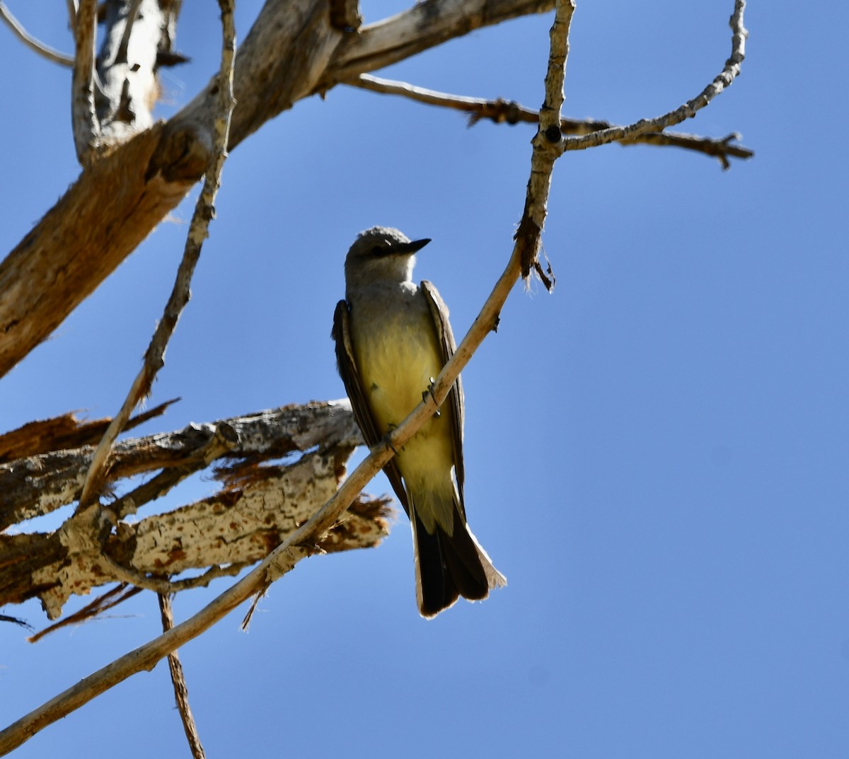 Western Kingbird - ML620687475