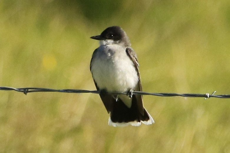 Eastern Kingbird - Janice Miller