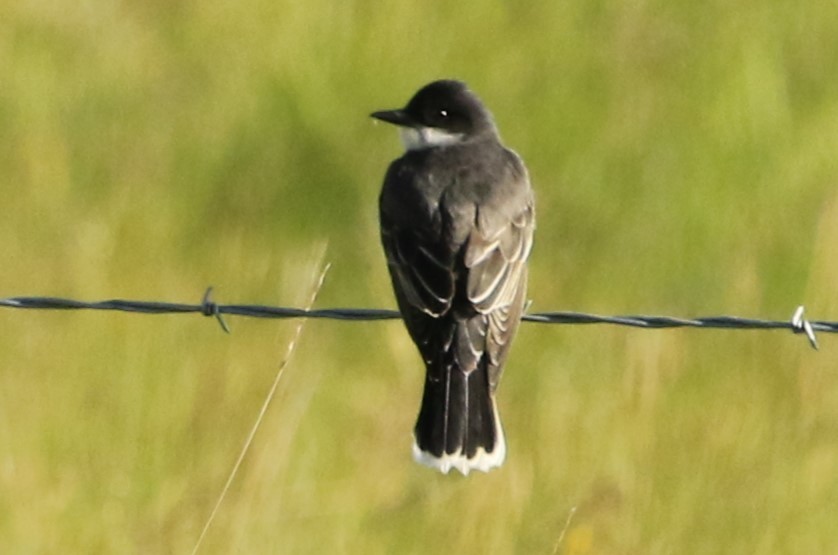 Eastern Kingbird - ML620687479