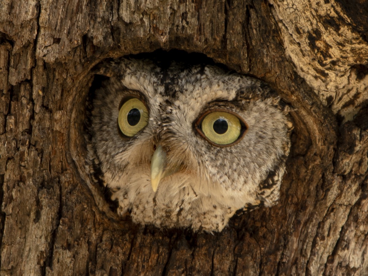 Eastern Screech-Owl - ML620687480