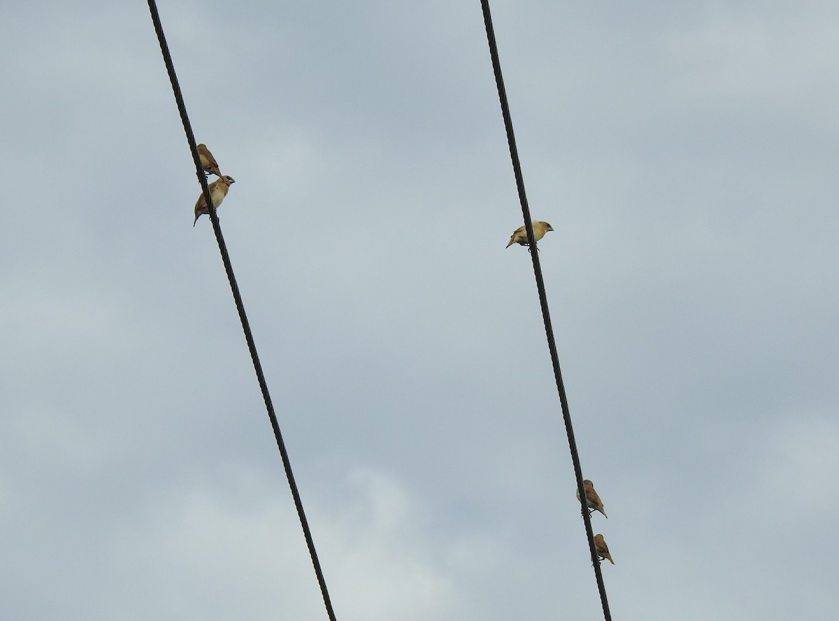 Chestnut-breasted Munia - ML620687481