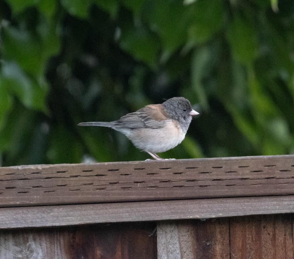 Junco Ojioscuro - ML620687485