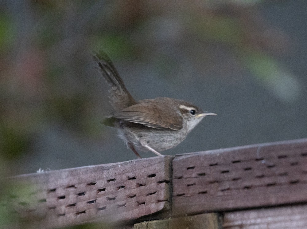 Bewick's Wren - ML620687486