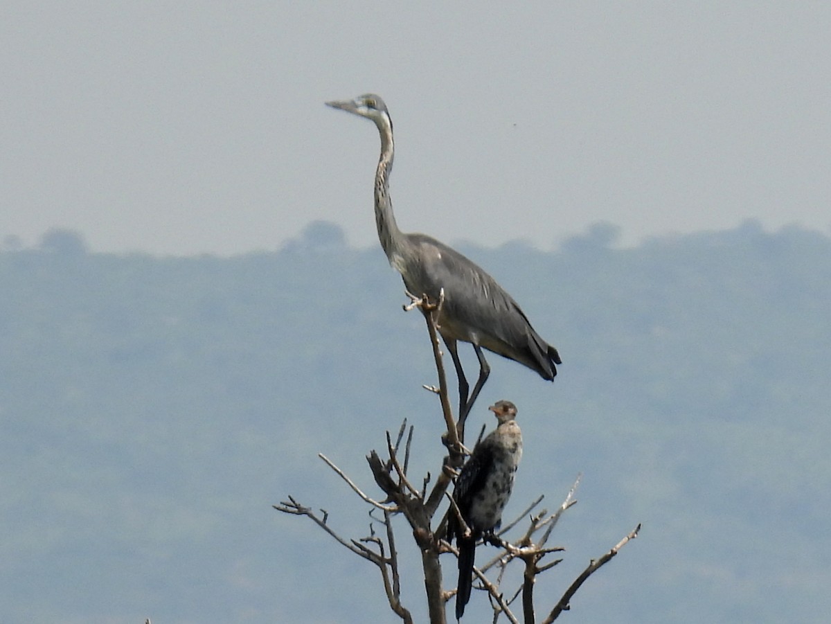 Gray Heron - ML620687487